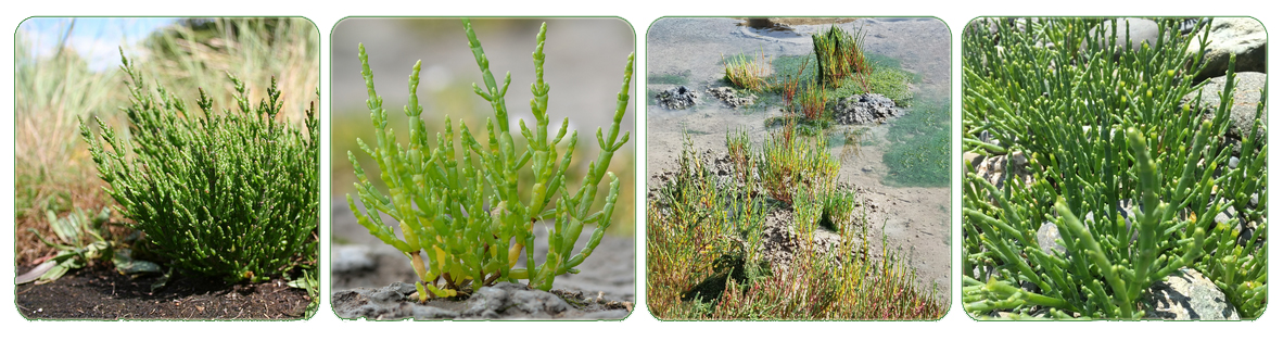 https://media.kombucheria.com/2025/7/3/239804-salicornia-banner.jpg